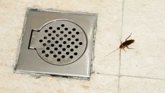 Adeus baratas? A solução que está mudando a forma como moradores resolvem infestações