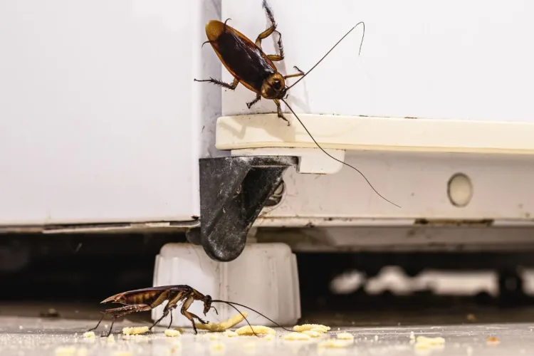 4 lugares onde a barata se esconde dentro da sua casa